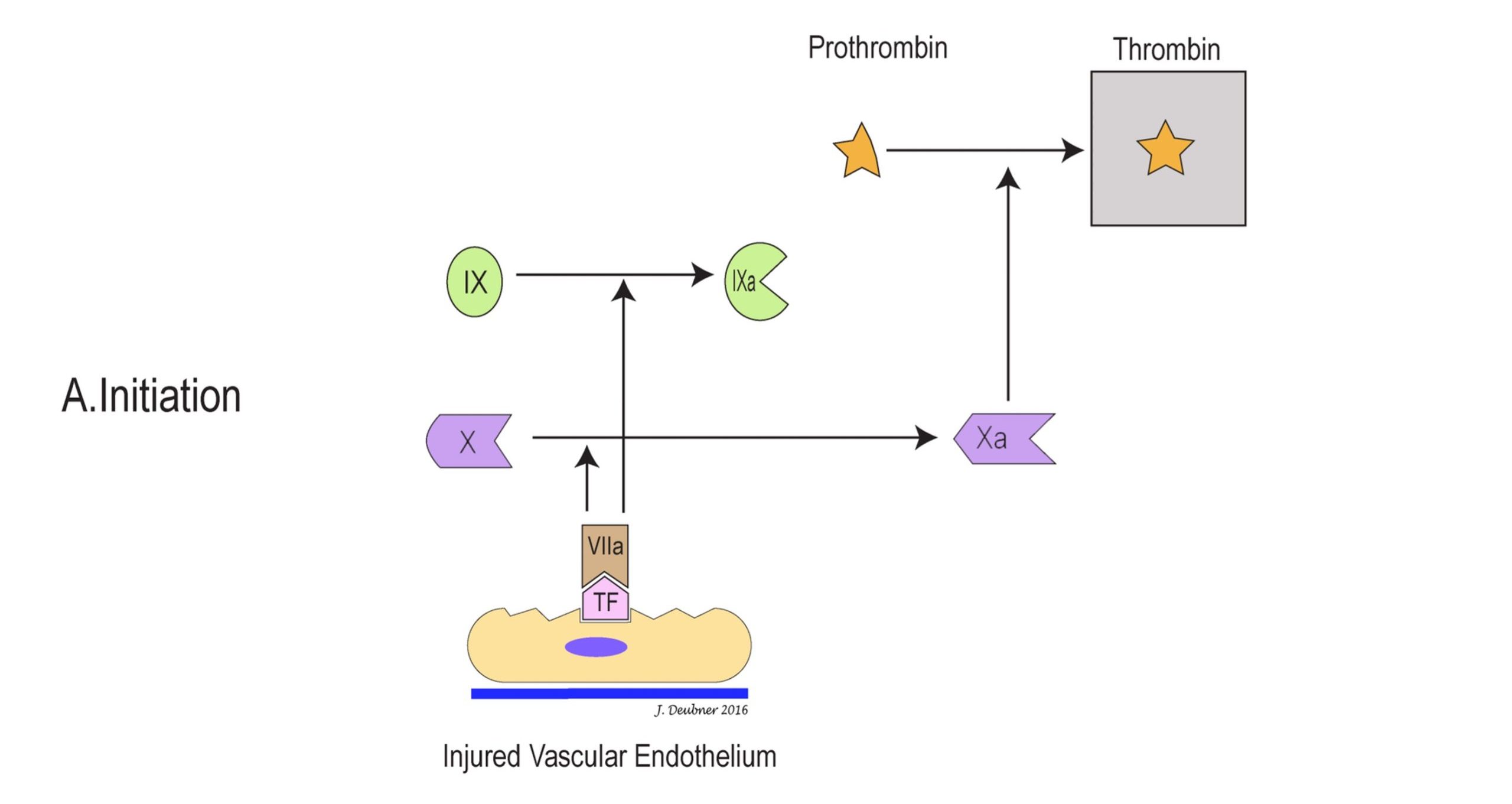 Figure 4.4A. Cell-based/three-stage model of coagulation. A. Initiation of coagulation occurs with exposure of tissue factor (TF) on damaged vascular endothelium/subendothelium. TF activates factor VII (VIla) and TF/ VIla surface complexes activate factor X (Xa), as well as factor IX (IXa). A small amount of thrombin is thus formed.