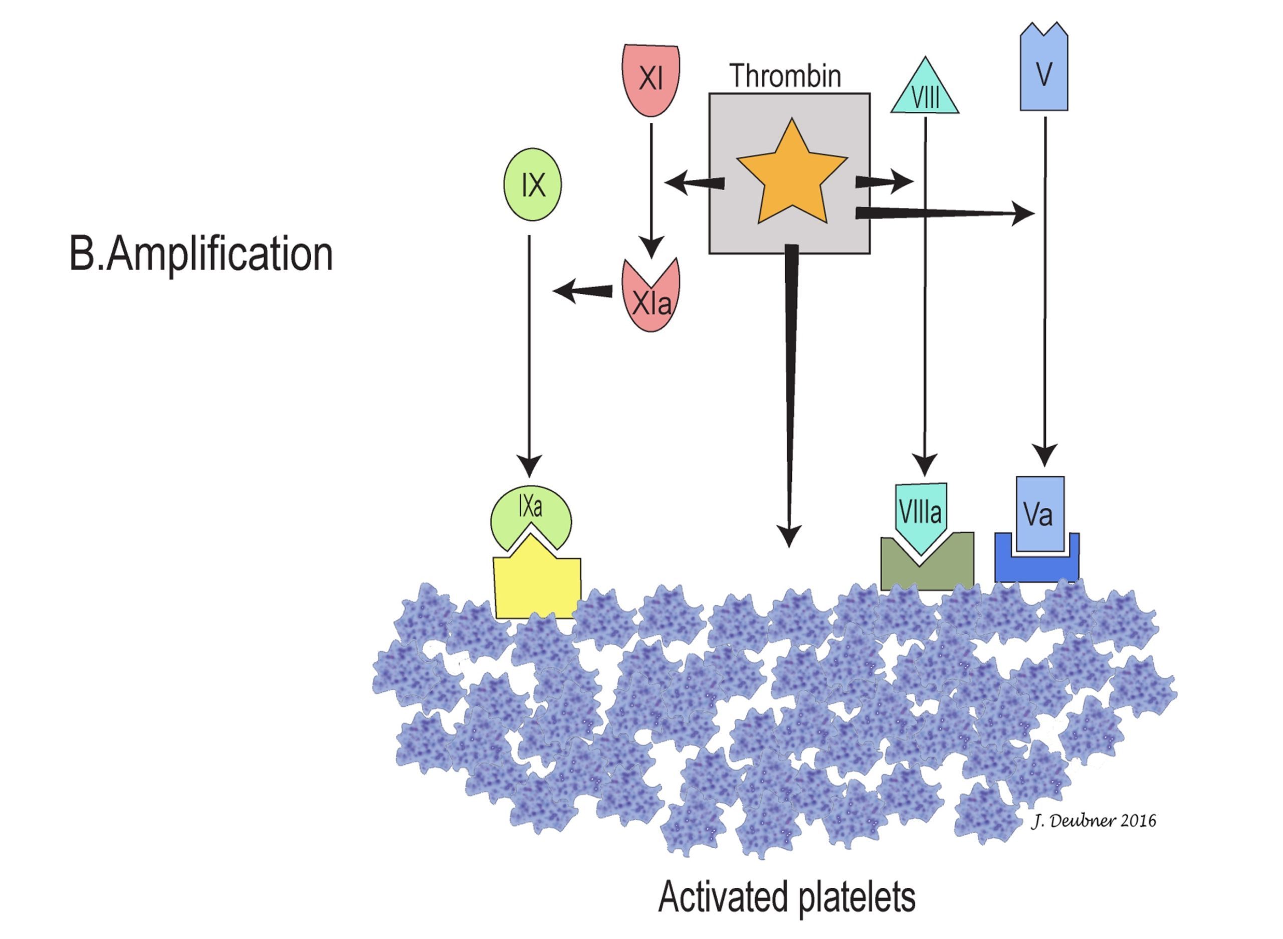 Figure 4.4B. Amplification occurs when the small amount of thrombin formed in the initiation phase activates platelets and promotes the activation and assembly of coagulation factors and cofactors on platelet and blood cell surfaces.