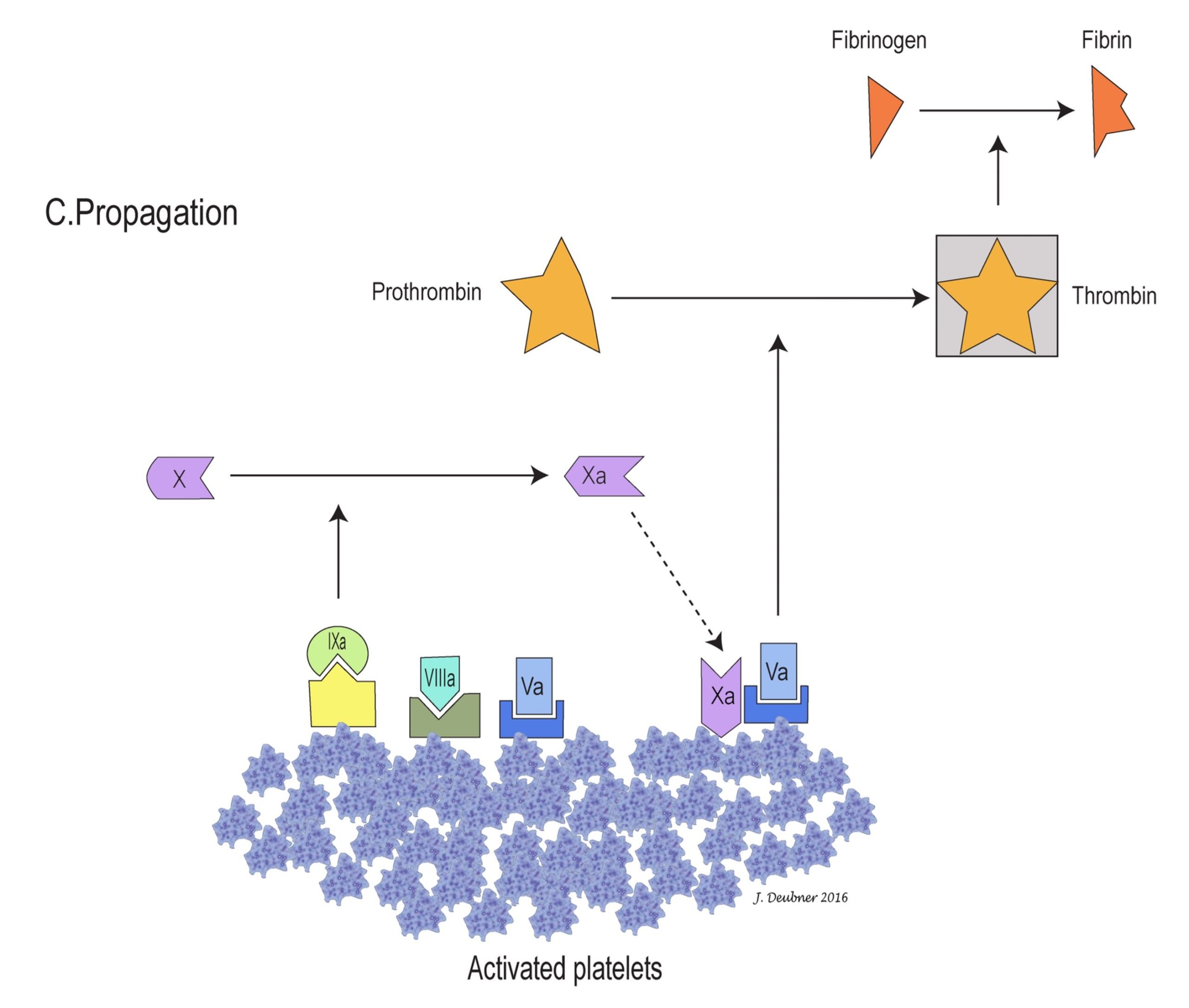 Figure 4.4C. Propagation of coagulation occurs because the stage is set for generation of large amounts of Xa, thrombin, and fibrin.