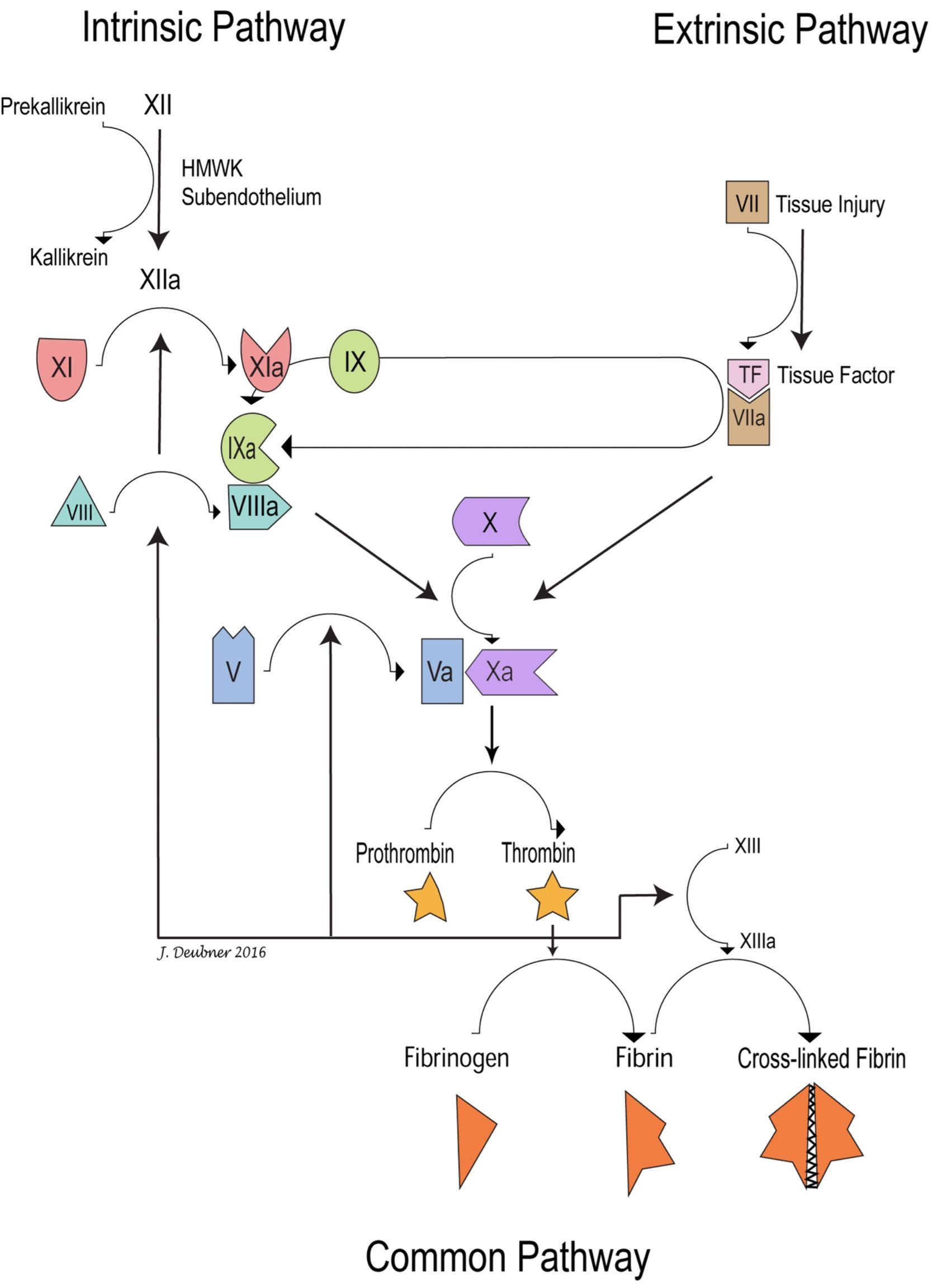 Figure 4.5 Traditional coagulation cascade. Note factor IX activation by both factor VIla (extrinsic pathway) and factor XIa (intrinsic pathway). The common pathway begins with factor X activation. Note that thrombin, in addition to promoting fibrin formation and factor XIII activation, also activates factors V, VIl, and XI. PTT measures the intrinsic and common pathways; PT measures the extrinsic and common pathways. Calcium (not shown) is required at many steps.