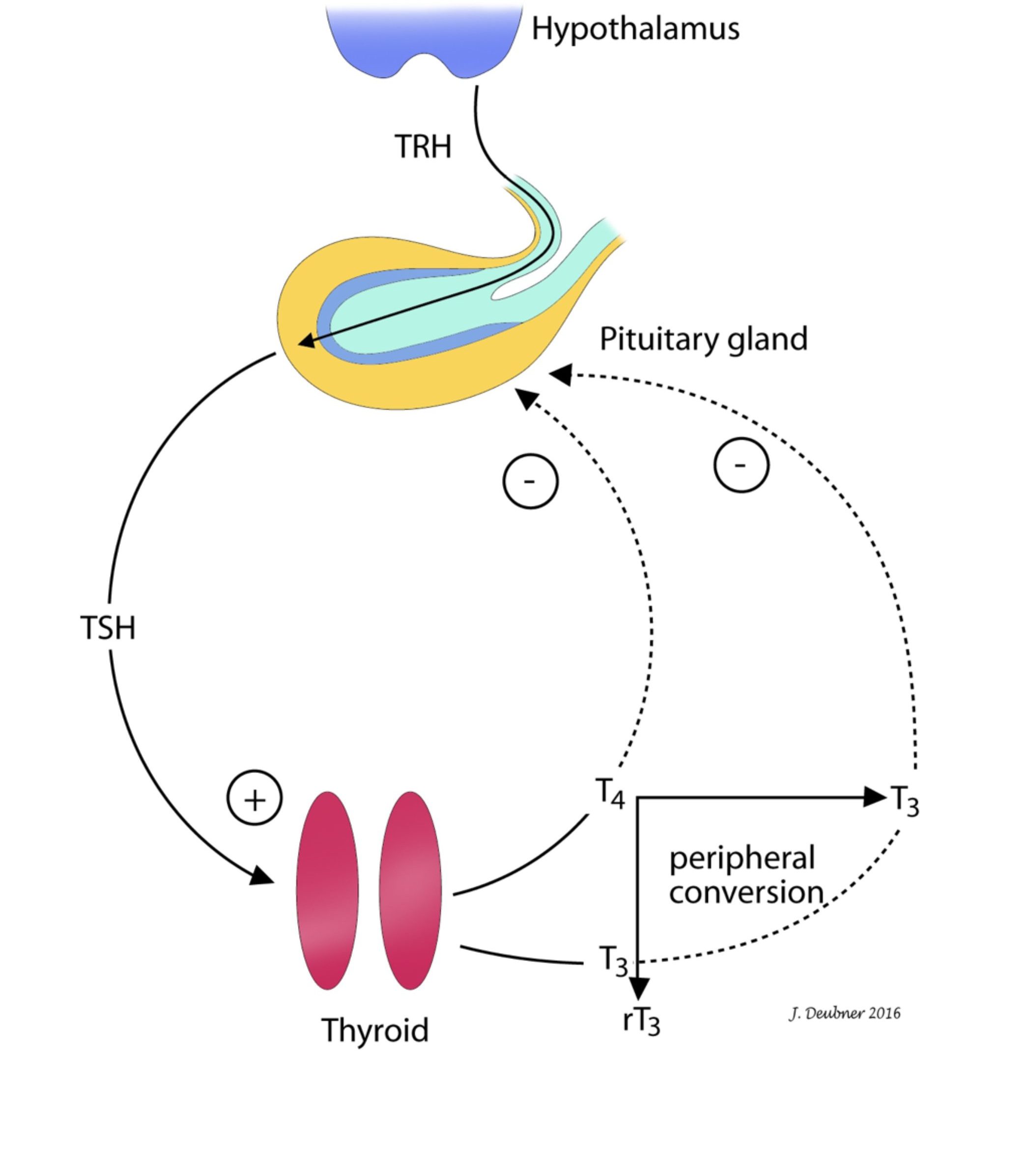 Figure 10.1 Hypothalamic-pituitary interactions. TRH = thyrotropin-releasing hormone, TSH = thyroid stimulating hormone, rI3 = reverse Iz, T4 = thyroxine, + = positive effect, - = negative effect.