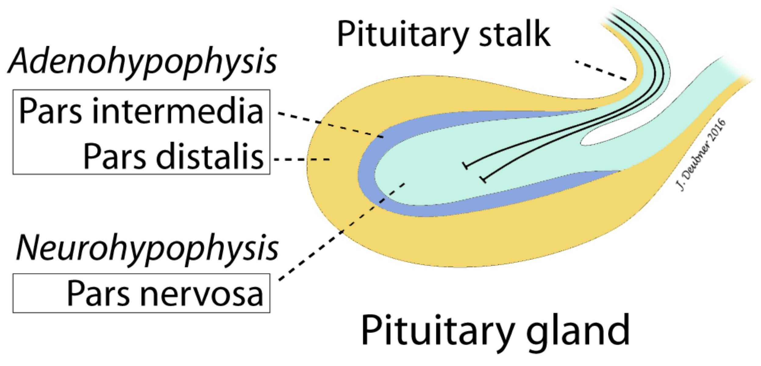 Figure 10.3 Schematic illustration of the pituitary gland. The hypothalamus produces hormone-releasing factors that act at the level of the pituitary gland.