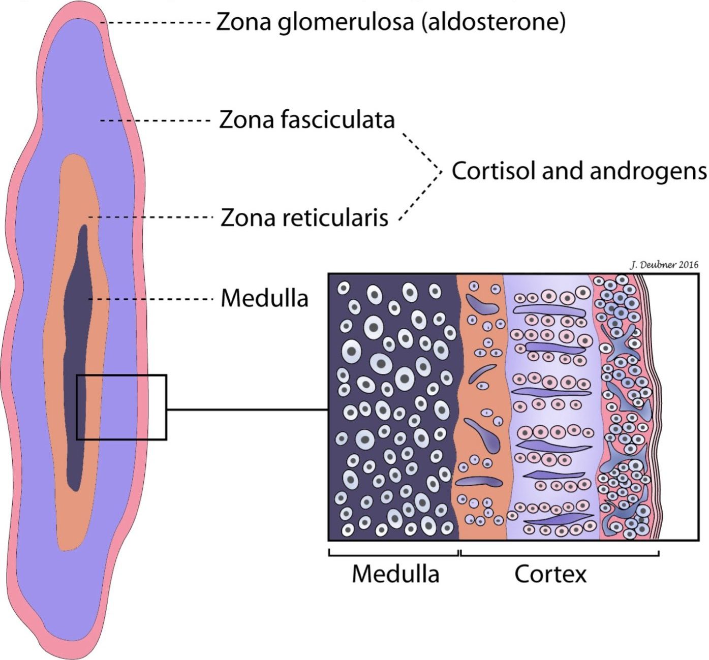 Figure 10.4 Secretion of adrenocortical hormones by the different zones of the adrenal cortex.