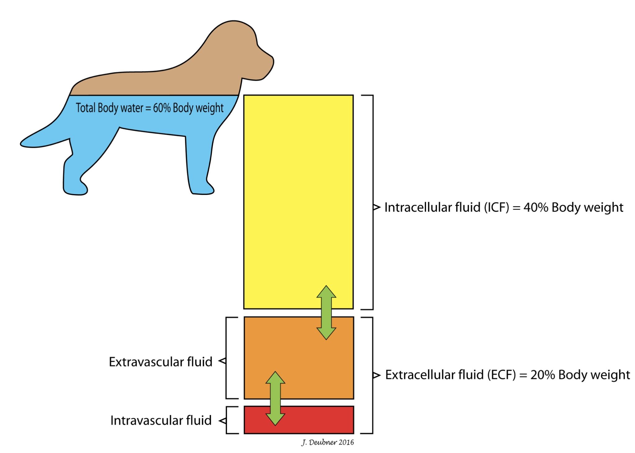 Figure 6.1 Distribution of body water. Total body water comprises 60% of body weight (BW), with 2/3 intracellular (40% of BW) and 1/3 extracellular (20% of BW). About 1/4 of the extracellular fluid is intravascular (therefore, plasma) and about 3/4 is extravascular (therefore, interstitial).