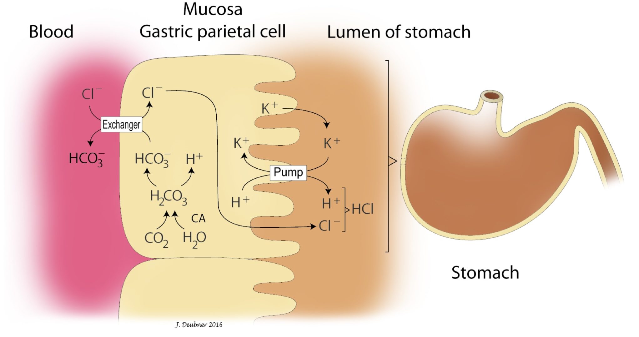 Figure 6.5 Gastric secretion of H and CT by parietal cell of the stomach. H comes from dissociation of carbonic acid (H,CO3) and is pumped into the lumen of the stomach where it combines with CT which moves from the blood into the parietal cell, then is secreted into the lumen of the stomach, forming HCl.