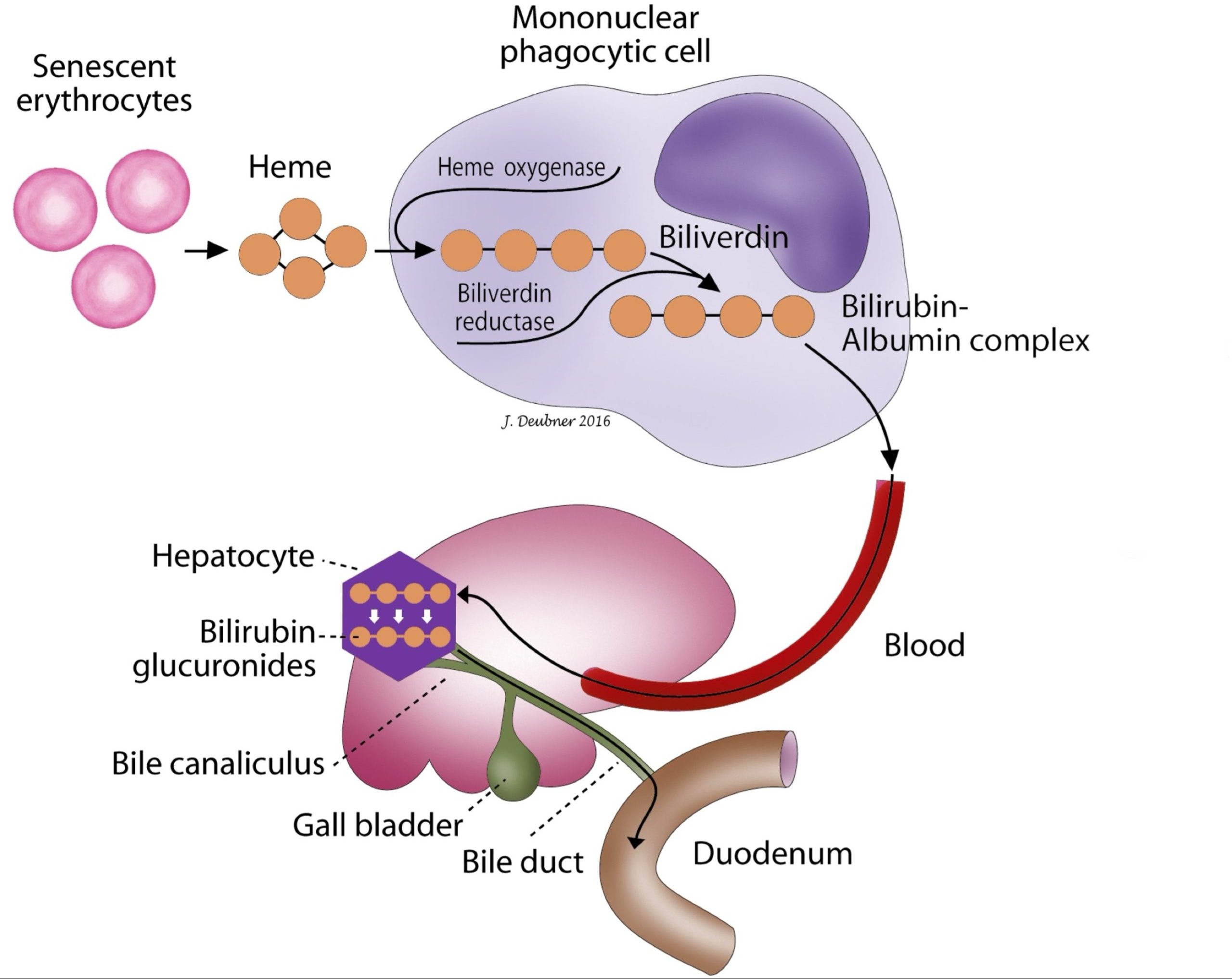 Figure 8.1 Bilirubin metabolism. Most bilirubin is derived from the breakdown of erythrocytes by cells of the mononuclear phagocyte system. Unconjugated bilirubin is complexed with albumin and delivered to hepatocytes for uptake and conjugation. Water soluble bilirubin glucuronides are excreted into the bile and then, the duodenum.