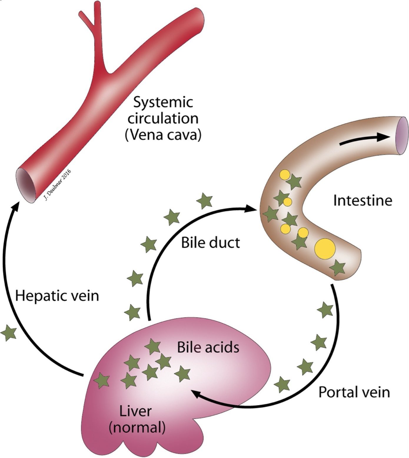 Figure 8.2 Bile acids are produced by hepatocytes, excreted into the biliary tract, and delivered to the small intestine where they aid lipid digestion. Bile acids are efficiently reabsorbed into the portal circulation, taken up by hepatocytes, and re-excreted into the bile (enterohepatic circulation).Shunting of blood from the portal vein directly into the systemic circulation (portosystemic shunt) does not allow for uptake of bile acids by hepatocytes. Consequently, serum bile acids will be elevated (particularly following emptying of the gall bladder, though there are species' variations). Similarly, with significantly reduced functional hepatic mass, uptake of bile acids from the portal circulation is inadequate and bile acids are elevated. Lastly, bile stasis (cholestasis) results in reflux of bile acids into the systemic circulation, and bile acid measurement is not a good test of hepatic function under these circumstances.