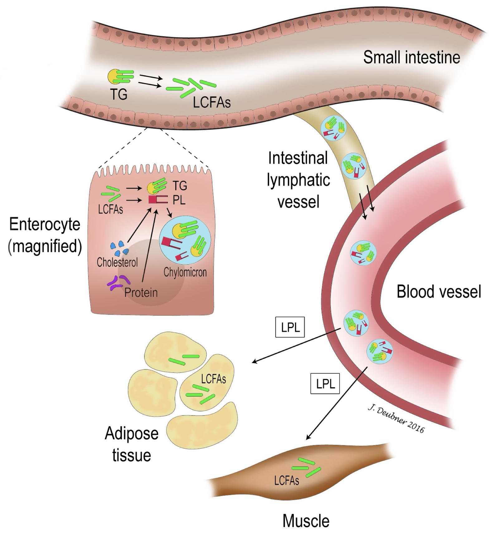 Figure 13.1 Long chain fatty acid metabolism. In the small intestine, dietary fat (triglyceride) is broken down into long chain fatty acids and other components, which are then recombined into triglycerides and phospholipids within enterocytes. These are assembled into chylomicrons for transport in plasma and lymph to target tissues such as muscle and adipose tissue. Lipoprotein lipase acts to break down triglycerides into long chain fatty acids again in order to enter muscle and fat cells. TG- triglyceride; LCFA- long chain fatty acid; PL- phospholipid; LPL- lipoprotein lipase.