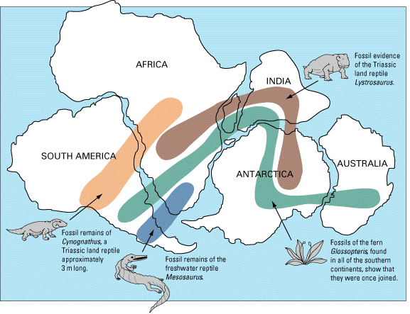 Figure 4.2 The distribution of several Permian terrestrial fossils that are present in various parts of continents that are now separated by oceans. During the Permian, the supercontinent Pangea included the supercontinent Gondwana, shown here, along with North America and Eurasia.
