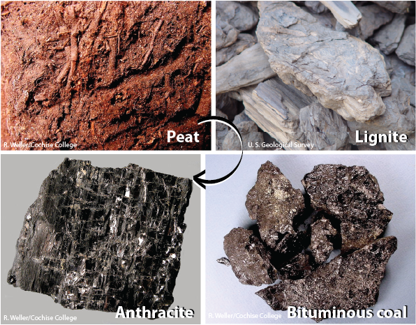 sedimentary rocks coal