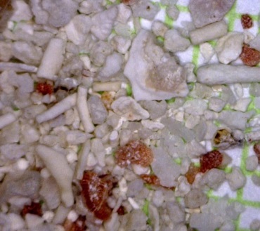 Fragments of coral, algae, and urchin from a shallow water area (~2 m depth) near a reef in Belize. The grains are between 0.1 and 1 mm.