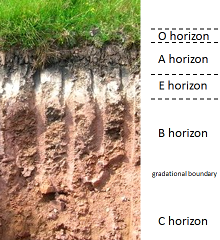Soil horizons in a podsol from a site in northeastern Scotland. O: organic matter A: organic matter and mineral material E: leached layer B: accumulation of clay, iron etc. C: incomplete weathering of parent material [SE after http://bit.ly/1PscHuy]