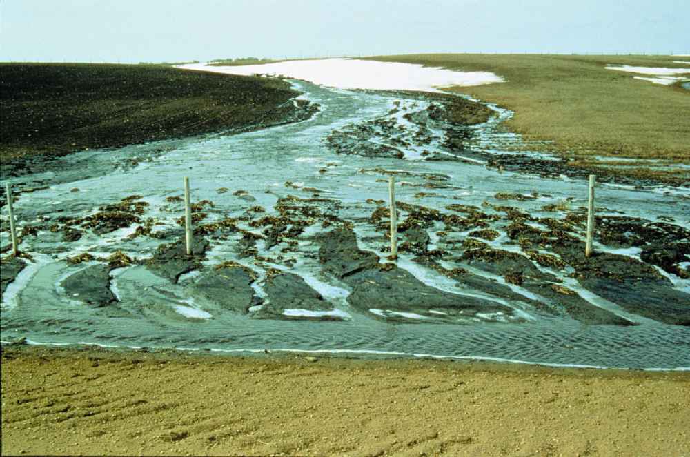 Soil erosion by rain and channelled runoff on a field in Alberta. [from Alberta Agriculture and Rural Development, http://bit.ly/1UU0cM0, used with permission]