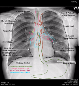 Pediatric – Undergraduate Diagnostic Imaging Fundamentals