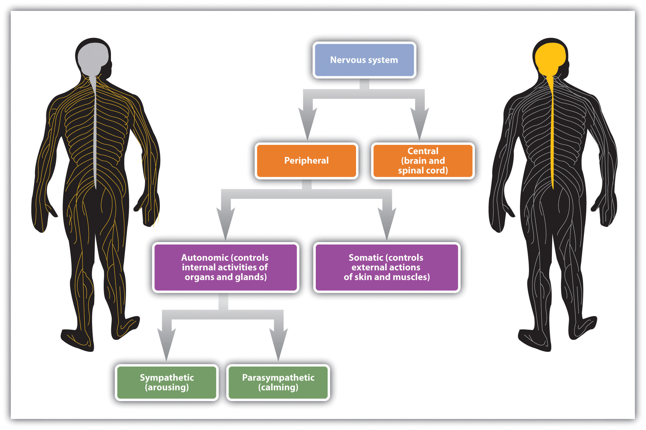 nervous-system-diagram-chart