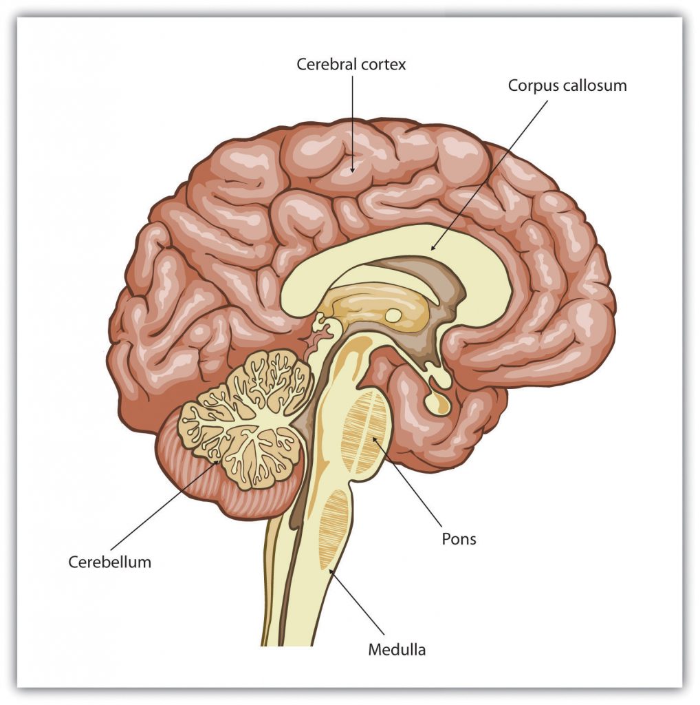 5.2 Our Brains Control Our Thoughts, Feelings, and Behaviour ...