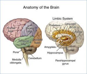 The many lobes and parts of the brain.