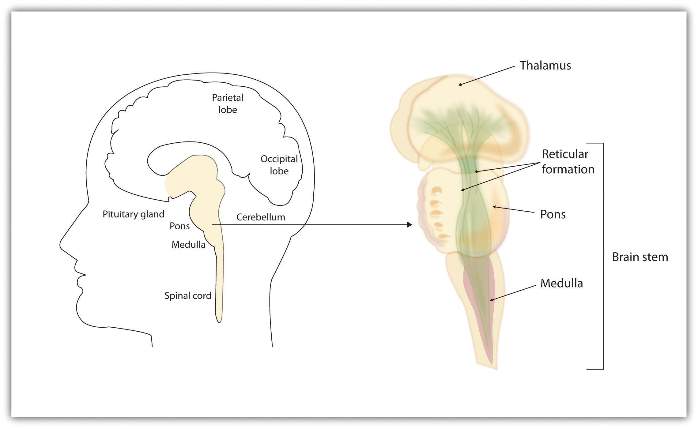 Brain old. Таламус. Medulla Brain. Reticular formation of brainstem. Medullary reticular formation.