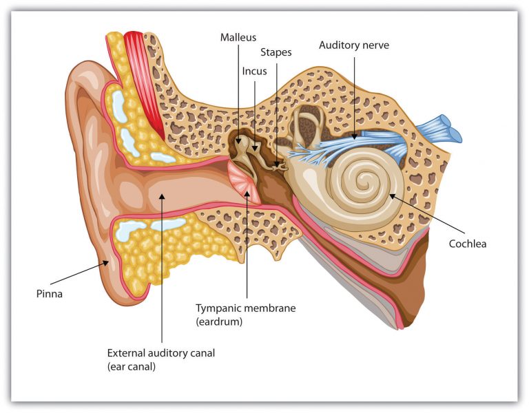 6.3 Hearing – Introduction To Psychology