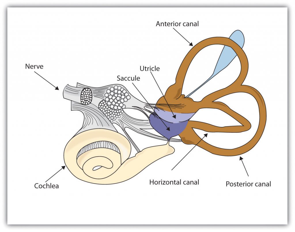 6.4 Tasting, Smelling, and Touching – Introduction to Psychology