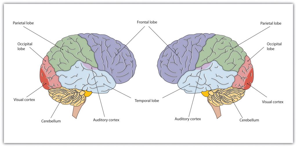 5.2 Our Brains Control Our Thoughts, Feelings, and Behaviour ...