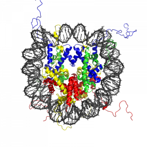 Model of a histone protein.