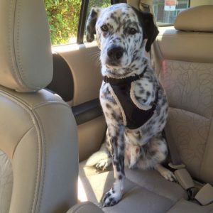 A dog that is missing one of its front seats sits in the front seat of a car.