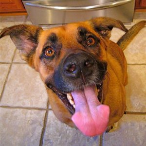 A dog looks up from the kitchen floor with expectant eyes and its tongue hanging out.