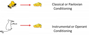 A representation of classical and operant conditioning. The top image shows ringing bells leading to food. The bottom image shows a rat pressing a lever which leads to it receiving food.