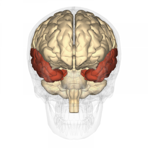 Model of the human brain with temporal lobes highlighted.