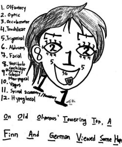 A student has used the numbers 1-12 to draw elements of the human face. Each number corresponds to a specific cranial nerve. For example, the number 1 is used to represent the nose on the face. Each of the twelve numbers also appears in a list next to the face. The number 1 on the list corresponds to the olfactory nerve. The drawing of the face shows the number two in the place where eyes would be found. The number two on the list is shown as the optic nerve. To tie the full list together, the student has used the first letter of each nerve in order from 1-12 to create a sentence which reads, 'On Old Olympus' Towering Top, A Finn And German Viewed Some Hops.'