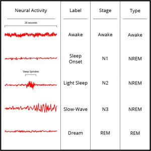 Image accompanies the previously listed stages of sleep