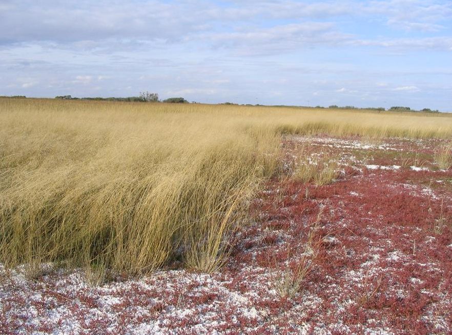 Soil Genesis Digging Into Canadian Soils