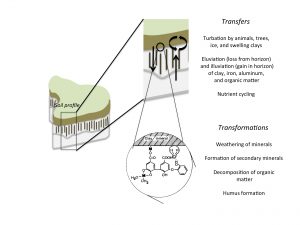 Figure-2.9-Transfers-and-Transformations-300x225.jpg