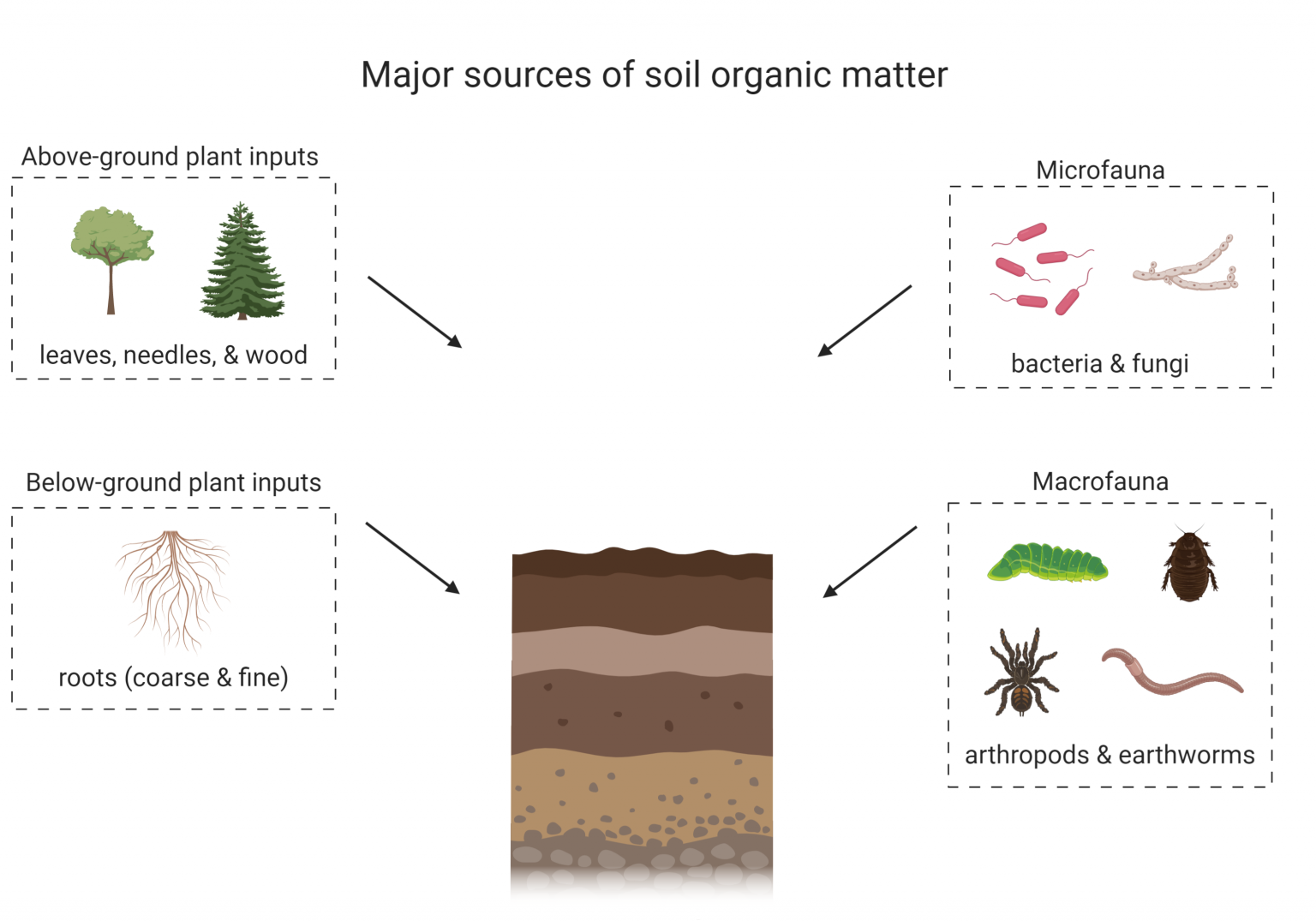 soil-organic-matter-digging-into-canadian-soils