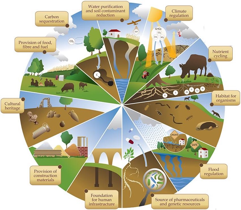 Ecosystem services provided by soils