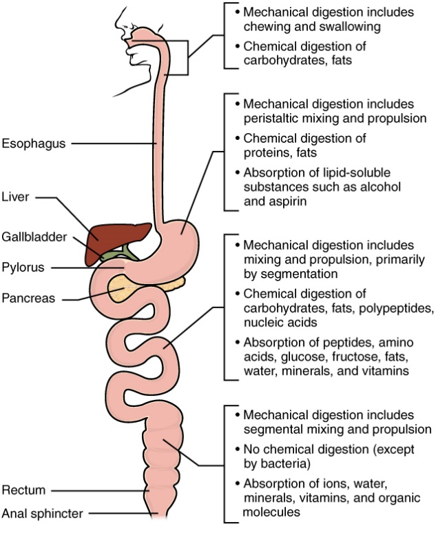 Anatomy