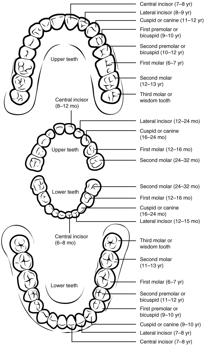 Anatomy