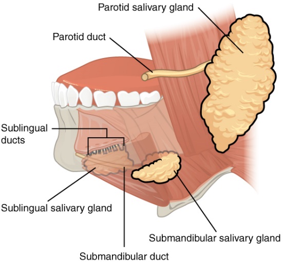 Anatomy