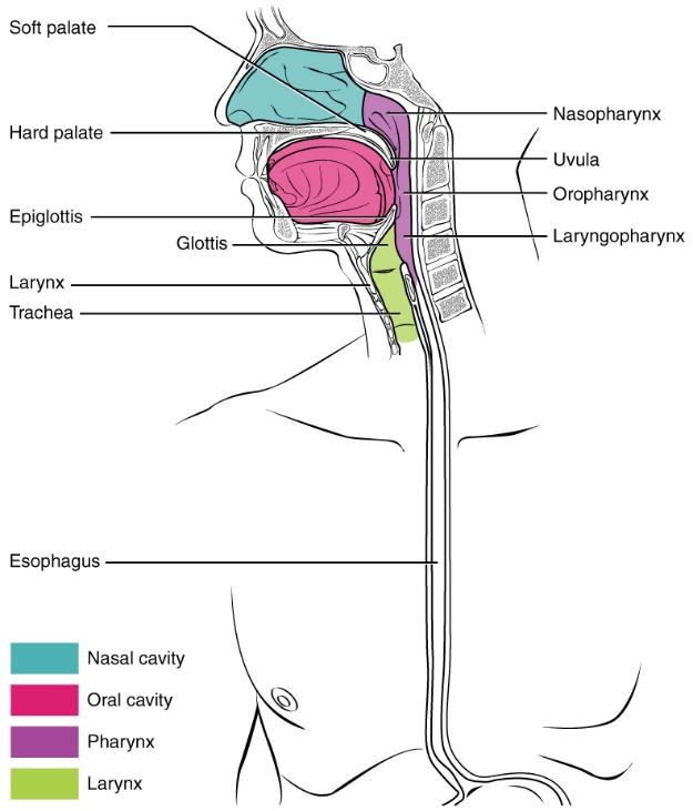 Anatomy