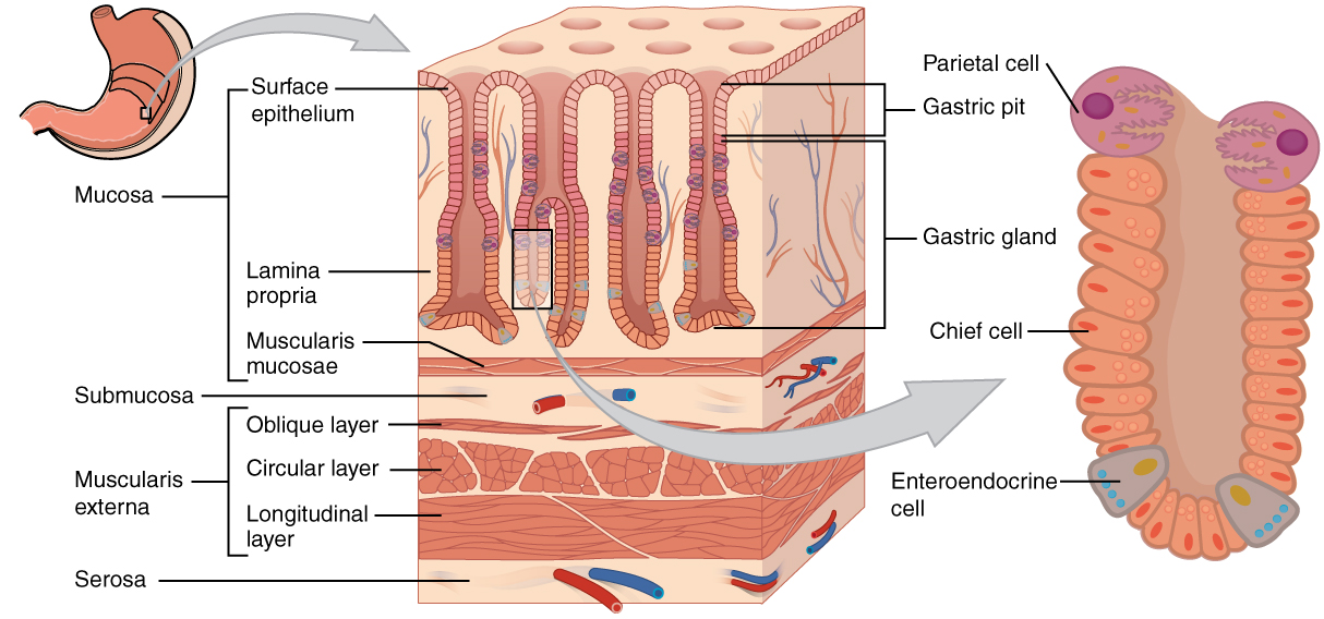 Anatomy