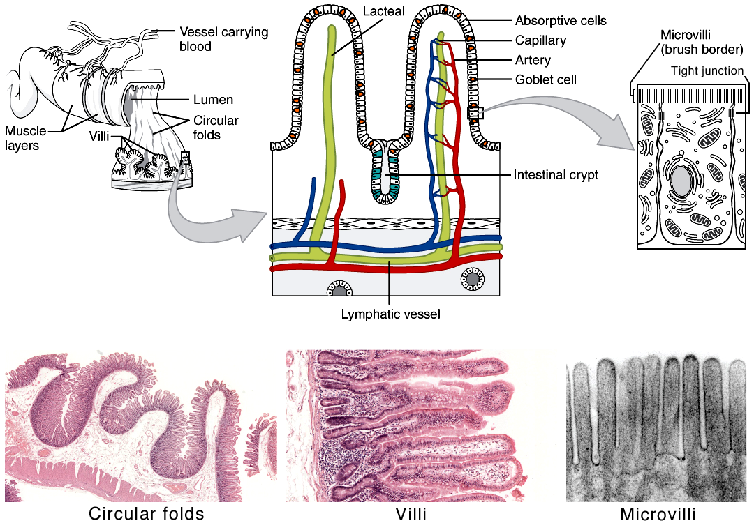 The small intestine displays three levels of folding