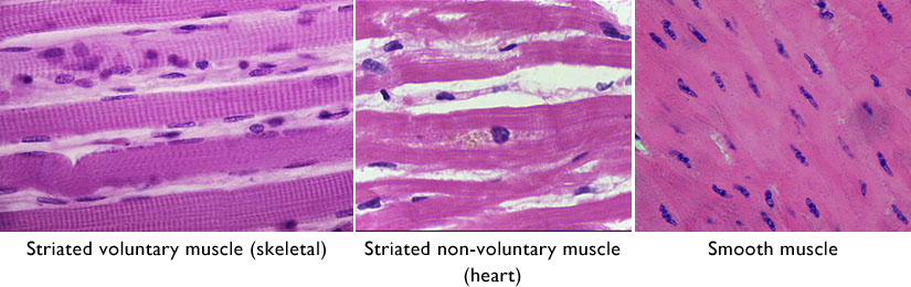 Muscle - Wikipedia