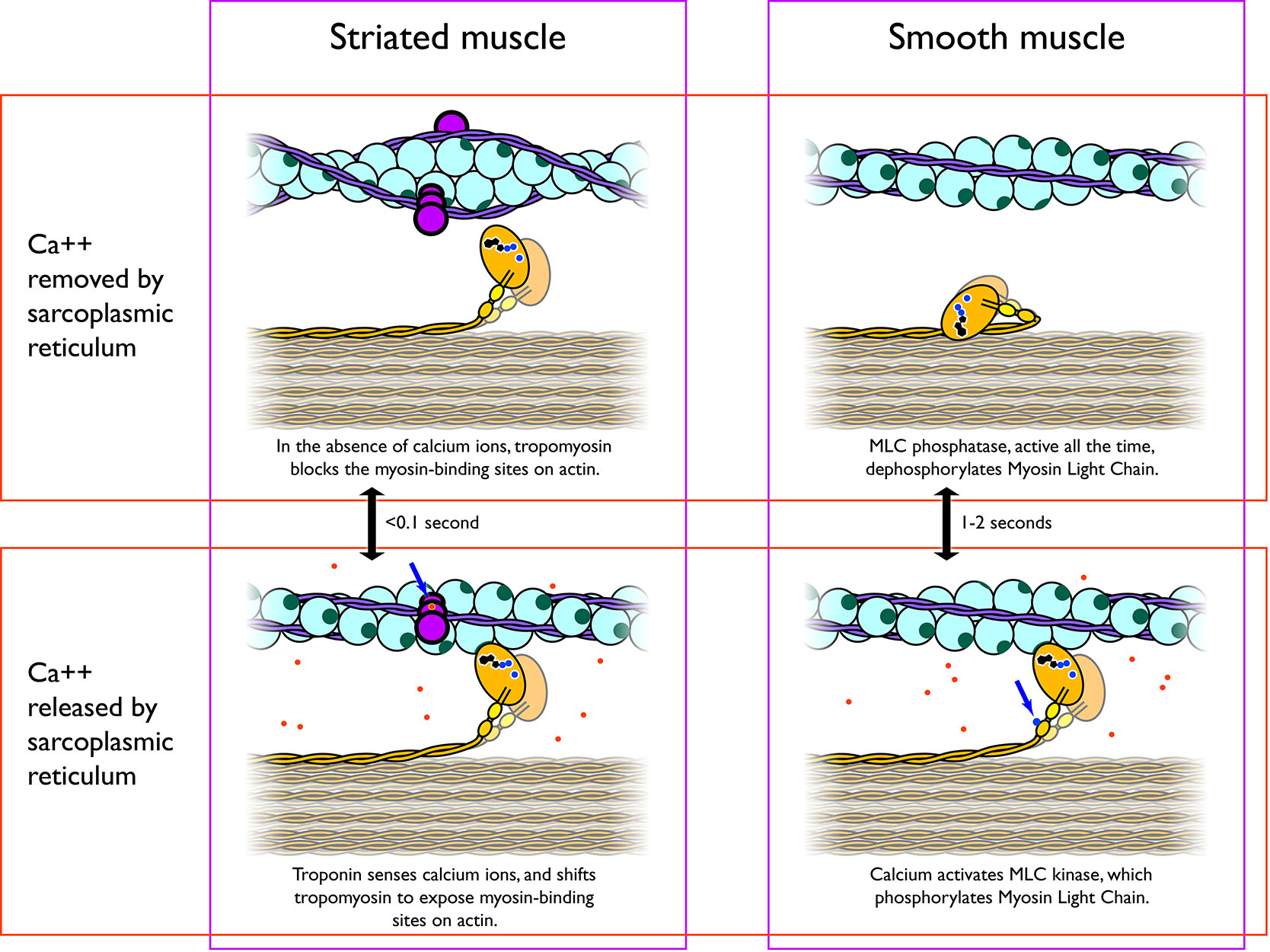 7. Muscle – Communication Systems in the Animal Body
