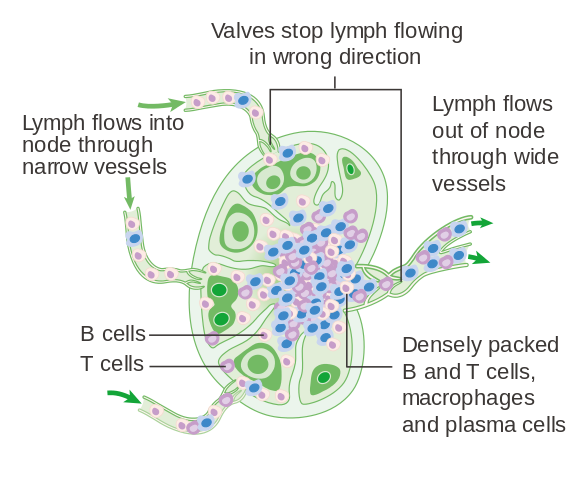 File:Antigen presentation.svg - Wikipedia