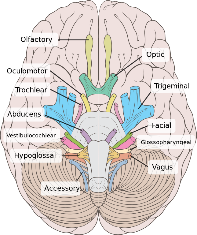 Twelve pairs of cranial nerves emerging from the underside of a human brain