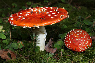 toadstools