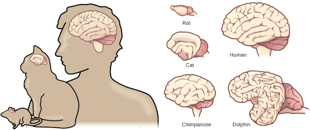Diagram of folding of the cerebral cortex of the brain with increasing brain size in mammals, comparing rat, cat, chimpanzee, human, and dolphin.