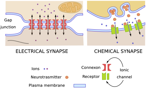 6. Synapses and Neurotransmission – Communication Systems in the Animal Body