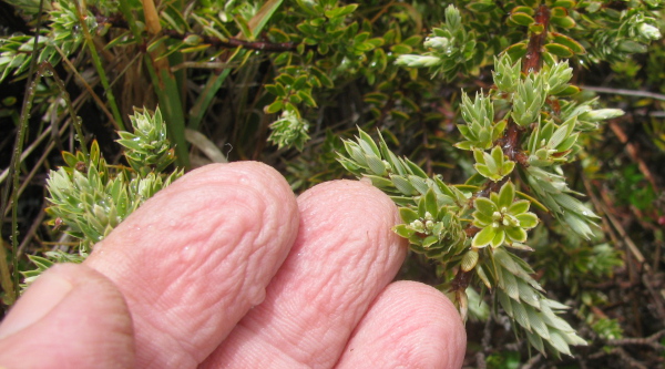 Prune fingers from a rain-soaked hike in Hawaii.